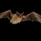 Image for article titled Bats Can Transmit "Signal Jamming" Sounds